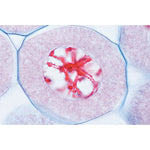 Series V. Genetics, Reproduction and Embryology - French