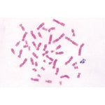 Series V. Genetics, Reproduction and Embryology - French
