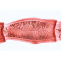 Series V. Genetics, Reproduction and Embryology - Spanish