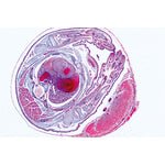 Series V. Genetics, Reproduction and Embryology - Spanish