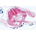 Series V. Genetics, Reproduction and Embryology - Spanish