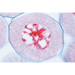 Series V. Genetics, Reproduction and Embryology - Spanish