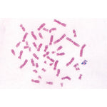 Series V. Genetics, Reproduction and Embryology - Spanish