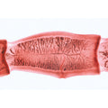 Series V. Genetics, Reproduction and Embryology - German Slides