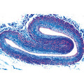 Histology of Vertebrata excluding Mammalia - French