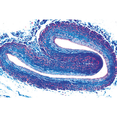 Histology of Vertebrata excluding Mammalia - French
