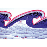 Histology of Vertebrata excluding Mammalia - French