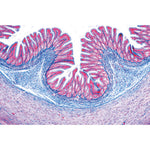 Histology of Vertebrata excluding Mammalia - French