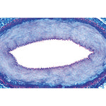 Histology of Vertebrata excluding Mammalia - French