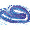 Histology of Vertebrata excluding Mammalia - Portuguese Slides