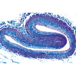Histology of Vertebrata excluding Mammalia - Portuguese Slides
