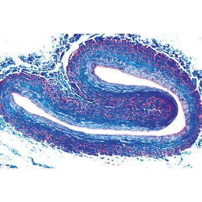 Histology of Vertebrata excluding Mammalia - Portuguese Slides