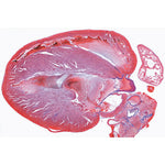 Histology of Vertebrata excluding Mammalia - Portuguese Slides