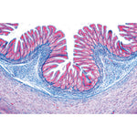 Histology of Vertebrata excluding Mammalia - Portuguese Slides
