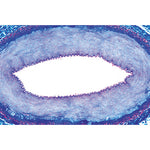 Histology of Vertebrata excluding Mammalia - Portuguese Slides