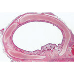 Histology of Mammalia, Elementary Set - French