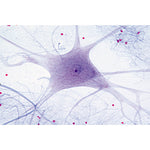 Histology of Mammalia, Elementary Set - French