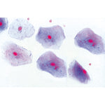 Histology of Mammalia, Elementary Set - French