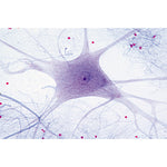 Histology of Mammalia, Elementary Set - Portuguese Slides