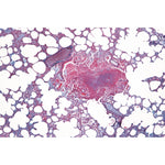 Histology of Mammalia, Elementary Set - Spanish
