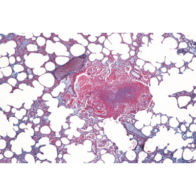 Histology of Mammalia, Elementary Set - Spanish