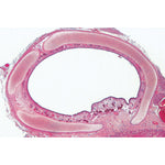 Histology of Mammalia, Elementary Set - Spanish