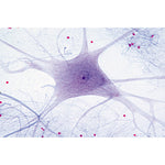 Histology of Mammalia, Elementary Set - Spanish