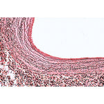 Histology of Mammalia, Elementary Set - Spanish