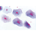 Histology of Mammalia, Elementary Set - Spanish