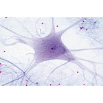 Histology of Mammalia, Elementary Set - German Slides