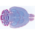 Histology of Mammalia, Supplementary Set - Spanish