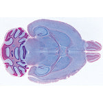 Histology of Mammalia, Supplementary Set - Spanish
