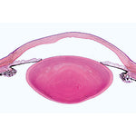 Histology of Mammalia, Supplementary Set - Spanish