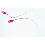 Histology of Mammalia, Supplementary Set - Spanish
