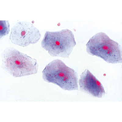 Normal Human Histology, basic Set - Spanish