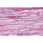 Normal Human Histology, Large Set, Part I. - Spanish