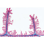 Normal Human Histology, Large Set, Part II. - French