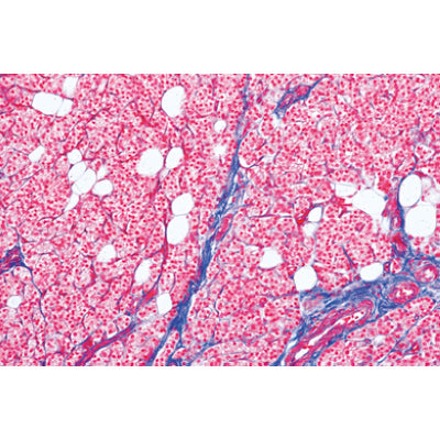Normal Human Histology, Large Set, Part II. - Portuguese Slides