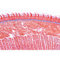 Digestive System - French