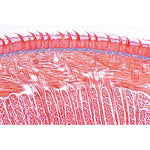 Digestive System - French