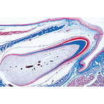 Digestive System - French