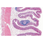 Digestive System - French