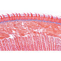 Digestive System - Protuguese
