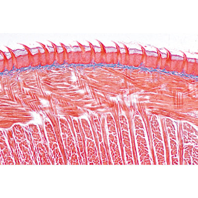 Digestive System - Protuguese
