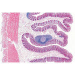 Digestive System - Protuguese