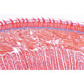 Digestive System - Spanish