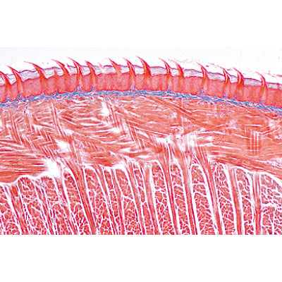 Digestive System - Spanish