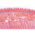 Digestive System - German Slides