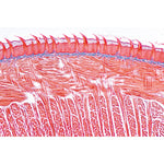 Digestive System - German Slides