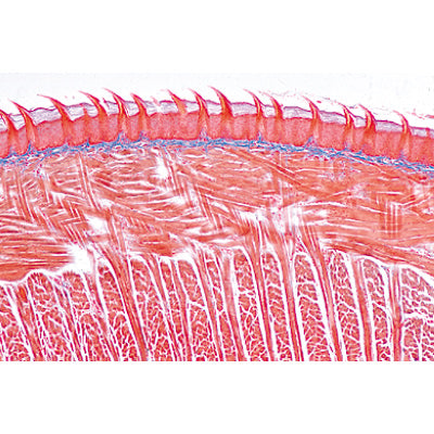 Digestive System - German Slides